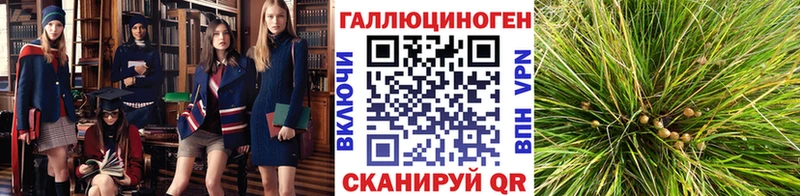 Купить где  Темрюк  Псилоцибиновые грибы Psilocybe 